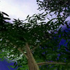 trees trees